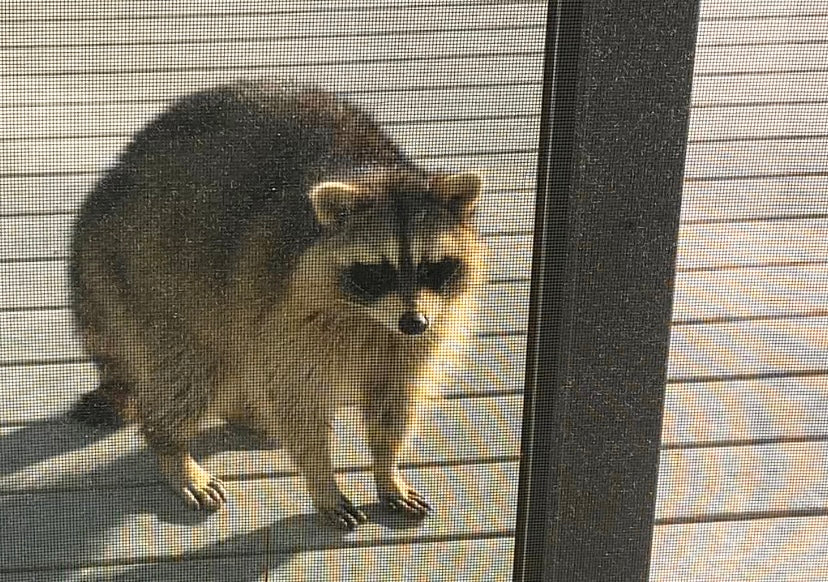 Marty Rainy Raccoon Handprinted T-Shirt